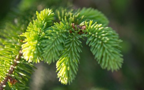 Young green spruce branch in spring