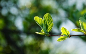 Молодые листья березы под теплым весенним солнцем