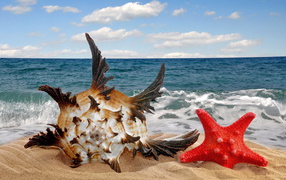 Красивая ракушка и морская звезда на песке летом