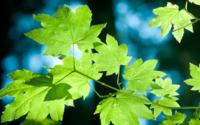 Яркие зеленые листья в лучах солнца