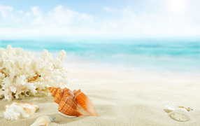 Кораллы и ракушки на белом песке у моря летом