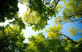 Green crowns of trees against a blue sky in summer