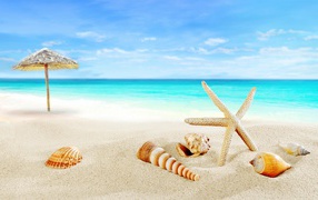 Ракушки на белом теплом песке у моря летом