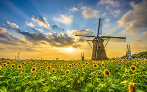 Windmill by the field with sunflowers on sunset background in summer