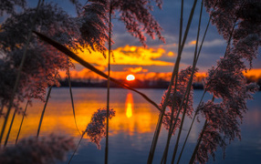 Тростник у воды на закате солнца 