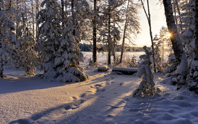 Красивый заснеженный лес в лучах солнца 