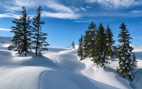 Зеленые ели на заснеженных склонах под голубым небом