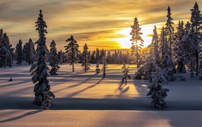 Заснеженные ели в лесу на рассвете 