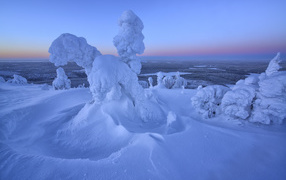 Заснеженные ветки дерева на фоне неба 