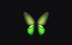 Butterfly on a black background logo smartphone samsung galaxy fold