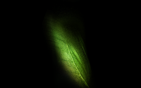Green butterfly wing on black background logo samsung galaxy fold