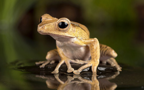 Лягушка с большими глазами сидит в воде на камне