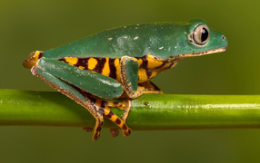 Зеленая лягушка с желтым пузом сидит на зеленой ветке