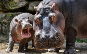Big hippo with cub at the zoo