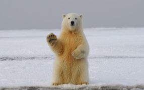 A large polar bear sits in the snow with a raised paw.