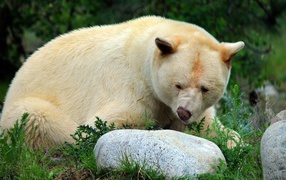 Big formidable polar bear by the stones