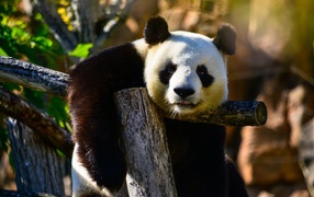 Большая ленивая панда висит на дереве