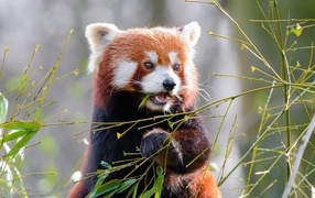 Милая малая панда грызет ветки бамбука