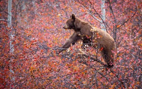 Small brown bear on a tree with red leaves