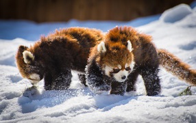 Две забавные красные панды играют на снегу