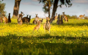 A flock of kangaroos sit on yellow flowers