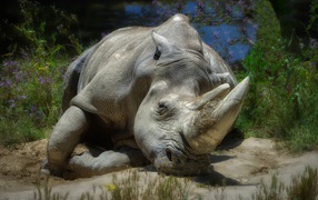Big rhino lies on the ground near the pond
