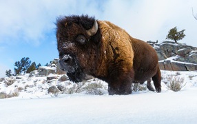 Big strong bison standing in the snow
