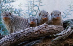 Семейство мангустов на сухом дереве 