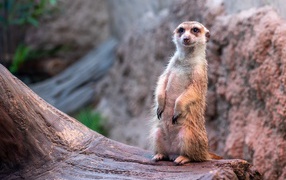 Funny meerkat sits on a tree