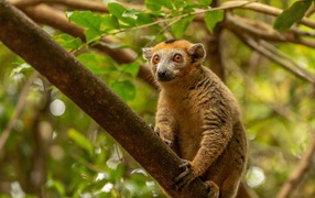 Lemur sits on a high tree branch