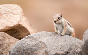 Little gopher sits on a stone