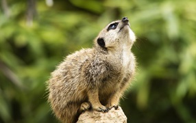 Little meerkat sitting on a stone