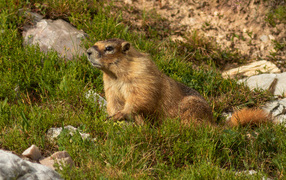 Marmot sitting on green grass