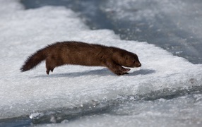 Predatory marten hunts on ice