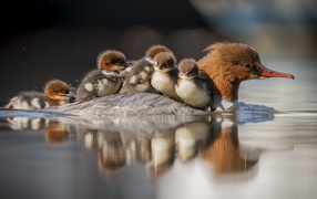 Утка с птенцами на спине плывет по воде