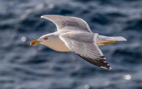 Большая серая чайка летит над водой