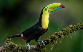 Большой тукан с разноцветным клювом сидит на ветке дерева 
