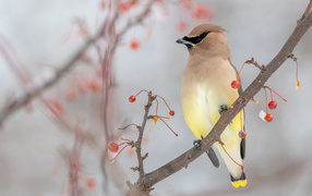 Американский Свиристель сидит на ветке с красными ягодами