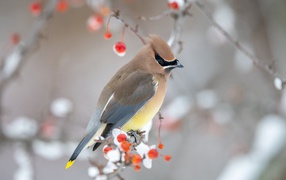 Американский свиристель на ветке дерева зимой