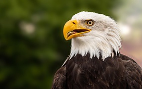 Голова белоголового орлана с открытым клювом 