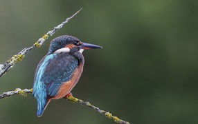 Красивая птица зимородок с острым клювом сидит на ветке