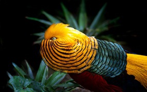 Красивый разноцветный золотой фазан в зеленых листьях 