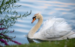 Красивый белый лебедь на берегу пруда 