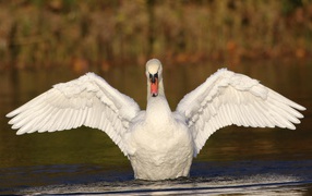 Красивый белый лебедь расправил крылья в пруду 