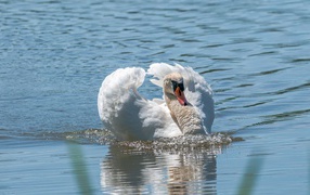 Красивый белый лебедь плавает в воде