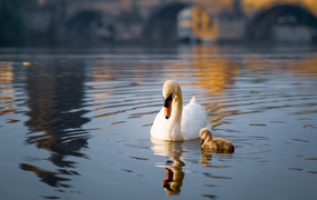 Красивый белый лебедь с птенцом в пруду