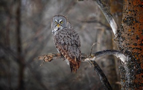 Большая серая сова с желтыми глазами на ветке в лесу