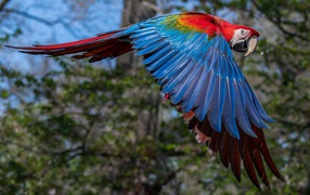 Большой попугай ара летит в воздухе 