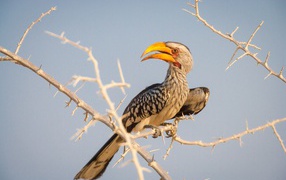 Большая птица носорог сидит на ветке 