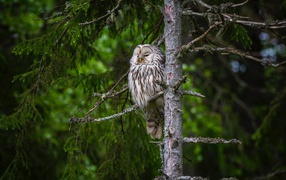 Большая сонная сова на ветке ели